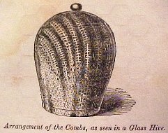 A glass hive from an 1851 book.