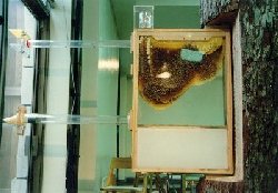 The bees in the Science Place hive completely fill the hive cavity with honey each year. 